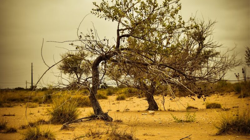 Portales Walking Trail - Portales, NM