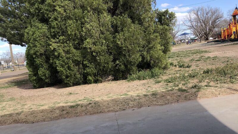 Rotary Park - Portales, NM