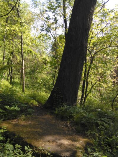 North Country Trail Camelot Road Trailhead - Portersville, PA