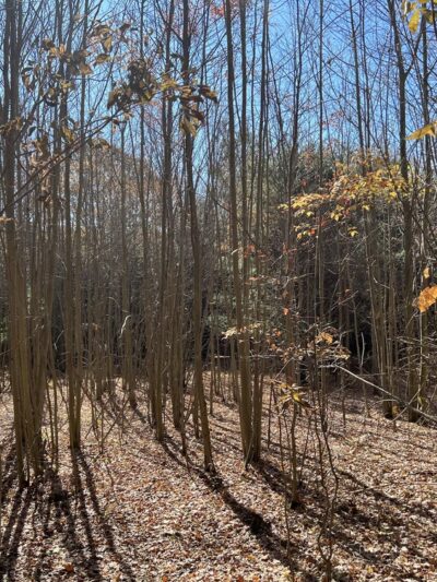 North Country Trail Hidden River Trailhead - Portersville, PA