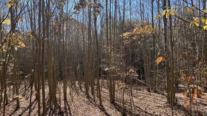 North Country Trail Hidden River Trailhead - Portersville, PA