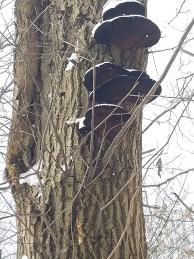 North Country Trail North Shore Drive Trailhead - Portersville, PA