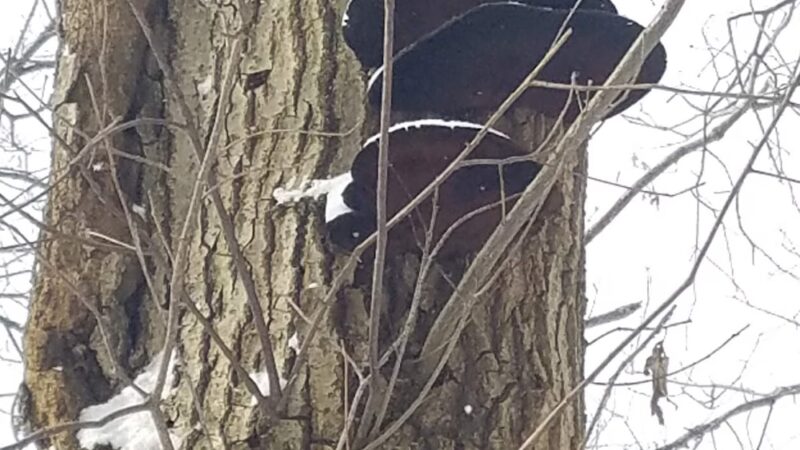 North Country Trail North Shore Drive Trailhead - Portersville, PA
