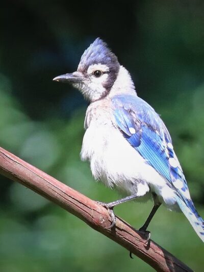 Pavilion Number 7 - Portersville, PA