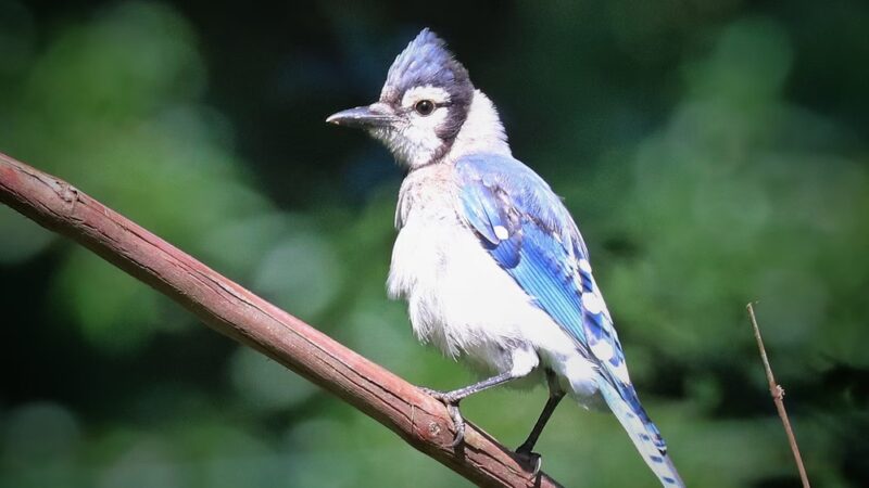 Pavilion Number 7 - Portersville, PA