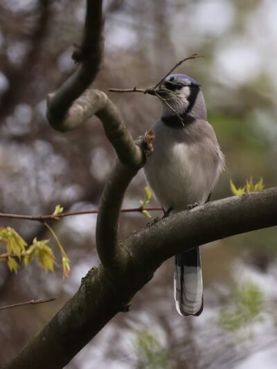Pleasant Valley Trail - Portersville, PA