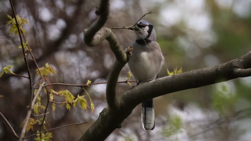 Pleasant Valley Trail - Portersville, PA