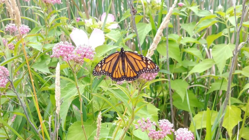 Pleasant Valley Trail - Portersville, PA