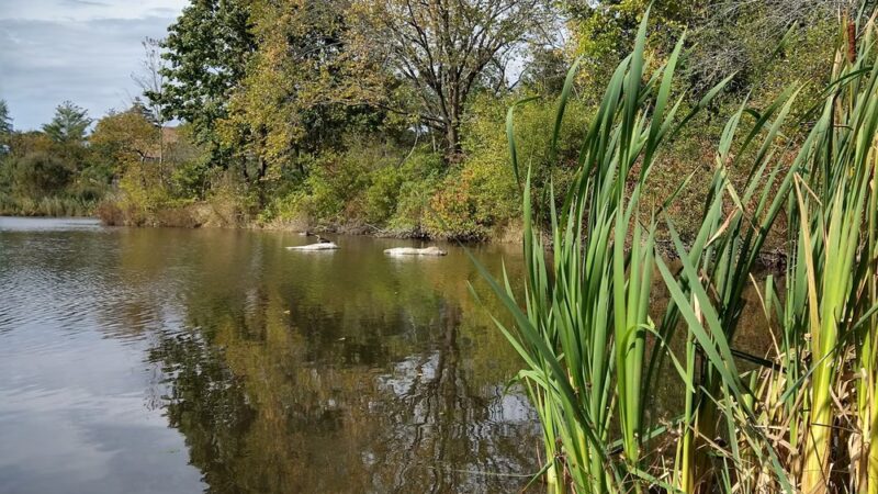 Capisic Pond Park - Portland, ME