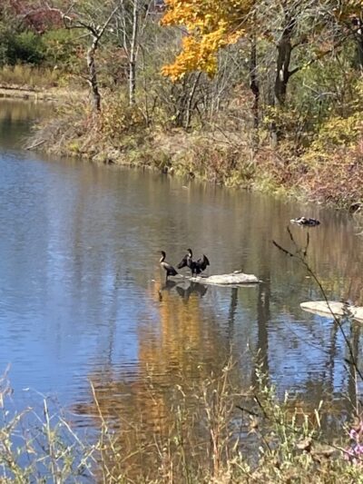 Capisic Pond Park - Portland, ME