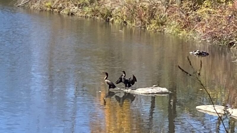 Capisic Pond Park - Portland, ME