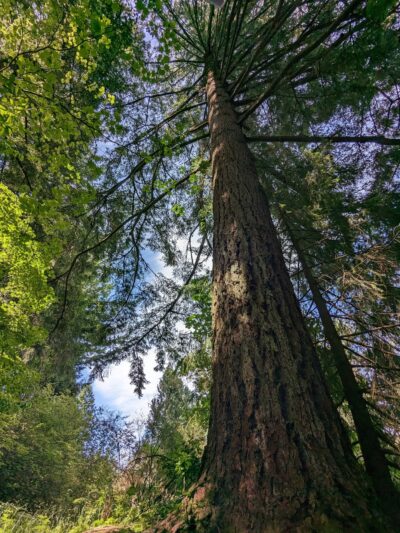Bristlecone Trail Parking - Portland, OR