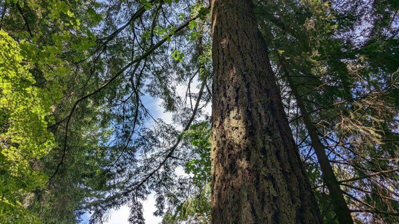 Bristlecone Trail Parking - Portland, OR