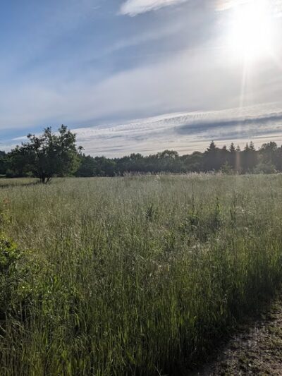 Oaks Bottom Wildlife Refuge - North Parking & Trailhead - Portland, OR