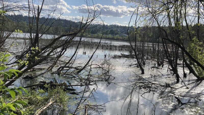 Oaks Bottom Wildlife Refuge - North Parking & Trailhead - Portland, OR