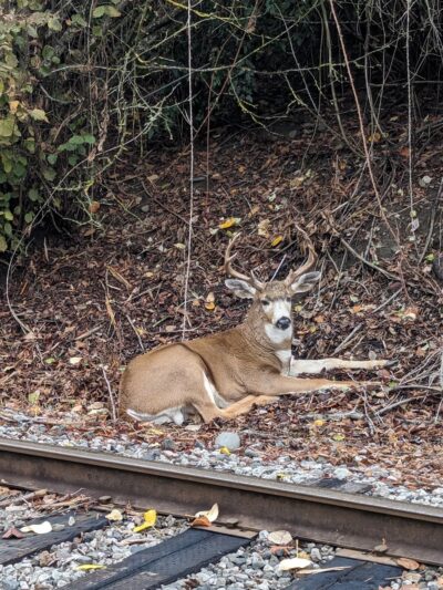 Oaks Bottom Wildlife Refuge - North Parking & Trailhead - Portland, OR