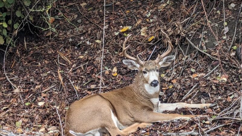 Oaks Bottom Wildlife Refuge - North Parking & Trailhead - Portland, OR