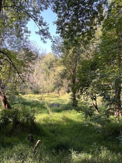 Oaks Bottom Wildlife Refuge - North Parking & Trailhead - Portland, OR