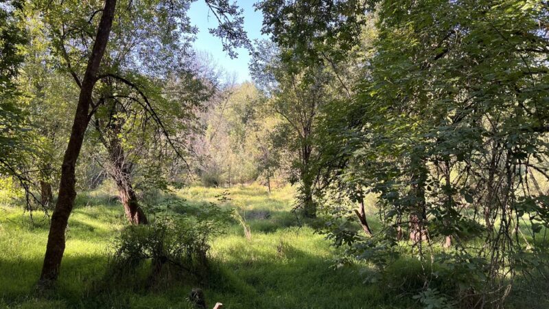 Oaks Bottom Wildlife Refuge - North Parking & Trailhead - Portland, OR