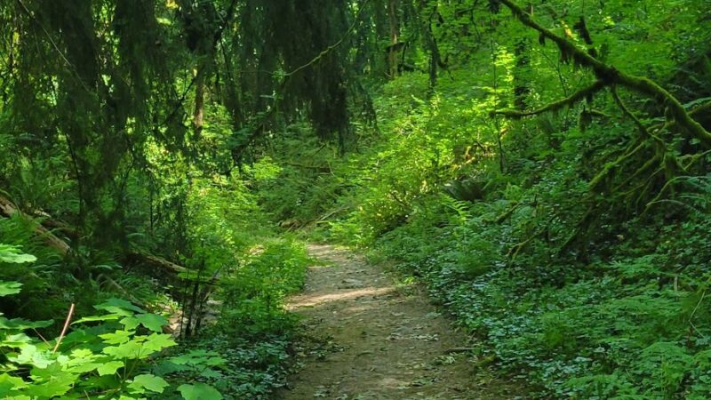 Towhee Trailhead - Portland, OR