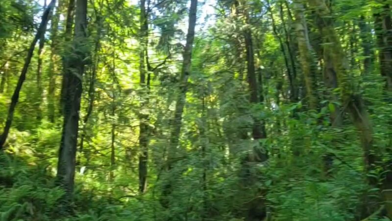 Towhee Trailhead - Portland, OR