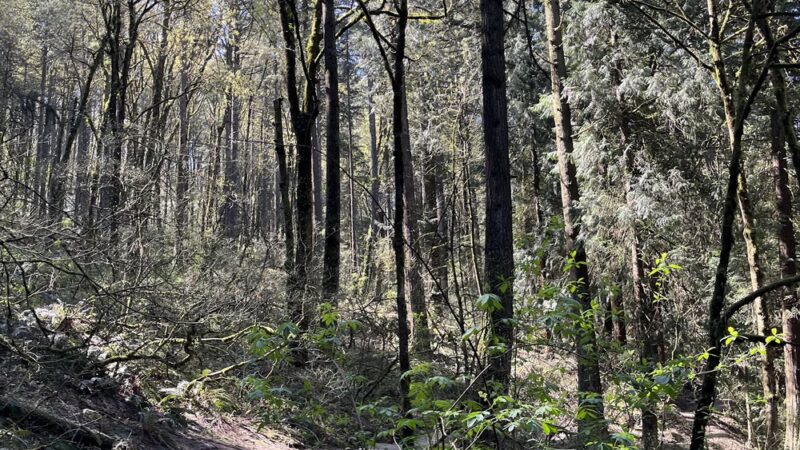 Towhee Trailhead - Portland, OR