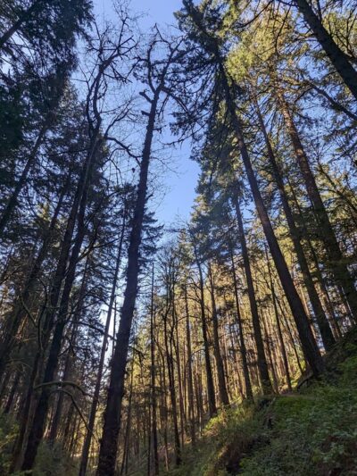 Tunnel Trail - Portland, OR