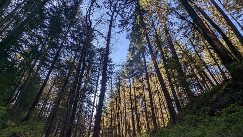 Tunnel Trail - Portland, OR