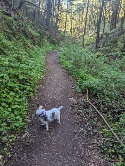 Tunnel Trail - Portland, OR