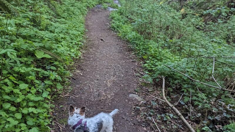 Tunnel Trail - Portland, OR
