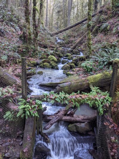 Wildwood Trail - Portland, OR