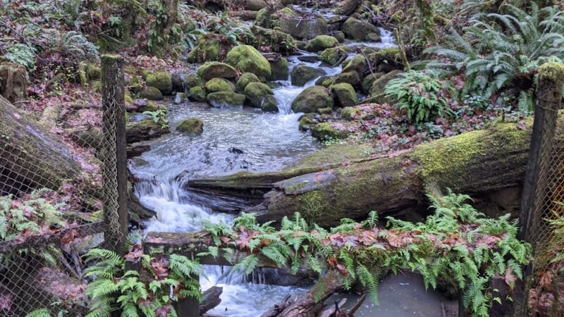 Wildwood Trail - Portland, OR