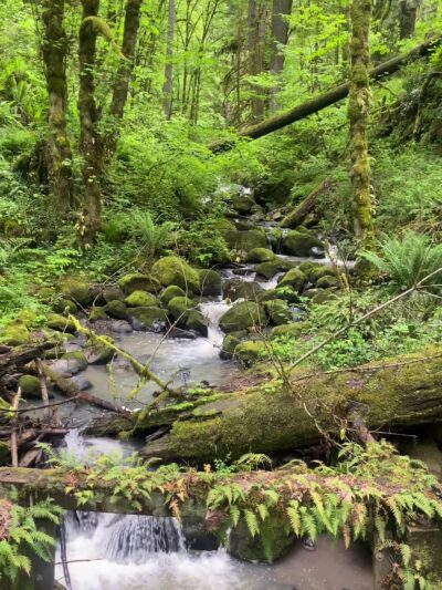 Wildwood Trail - Portland, OR