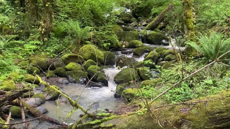 Wildwood Trail - Portland, OR
