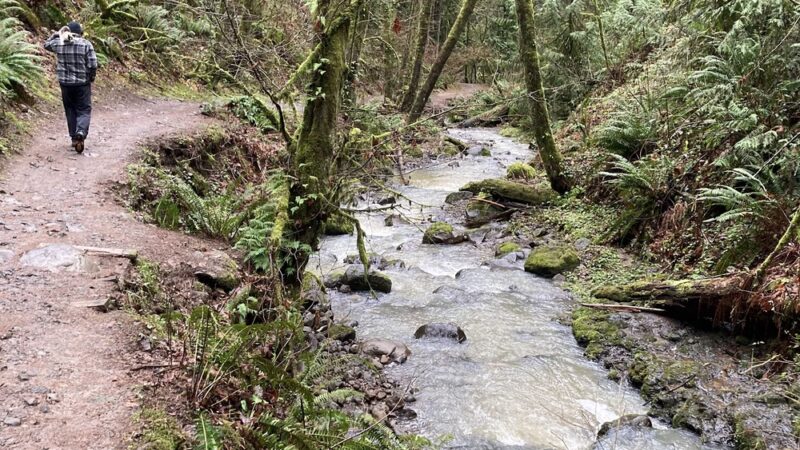 Wildwood Trail - Portland, OR