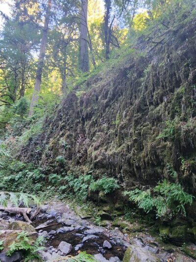 Wildwood Trail - Portland, OR