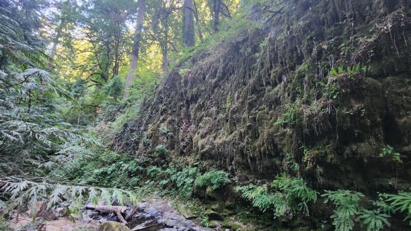Wildwood Trail - Portland, OR