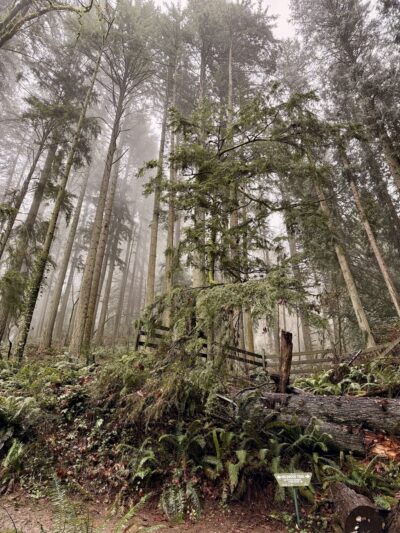 Wildwood Trail - Portland, OR