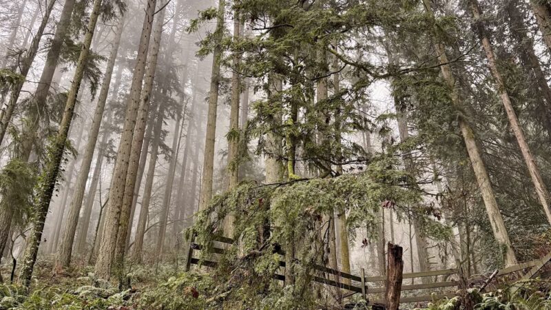 Wildwood Trail - Portland, OR
