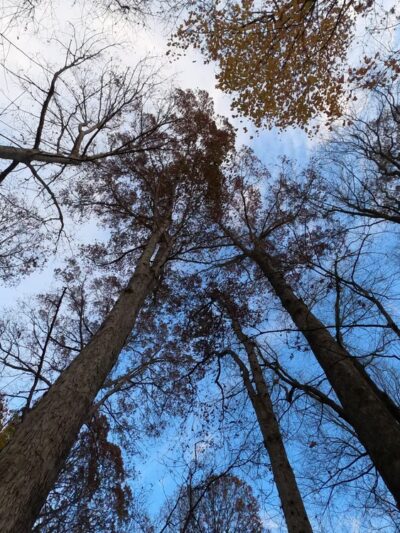 Portland Park & Recreation - Portland, TN