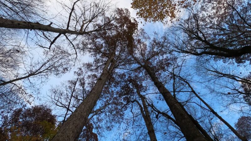 Portland Park & Recreation - Portland, TN