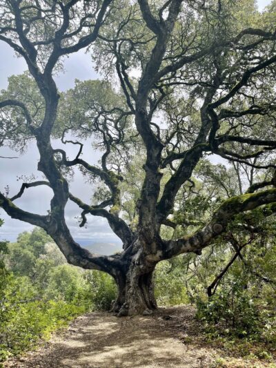 Alpine Trail (Trailhead) - Portola Valley, CA