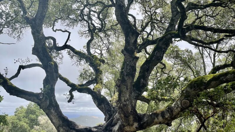 Alpine Trail (Trailhead) - Portola Valley, CA