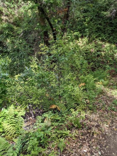 Fern Loop Trail - Portola Valley, CA