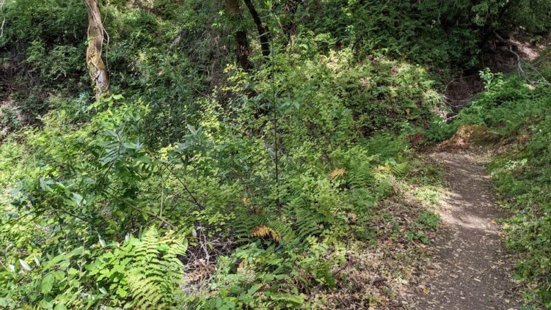 Fern Loop Trail - Portola Valley, CA