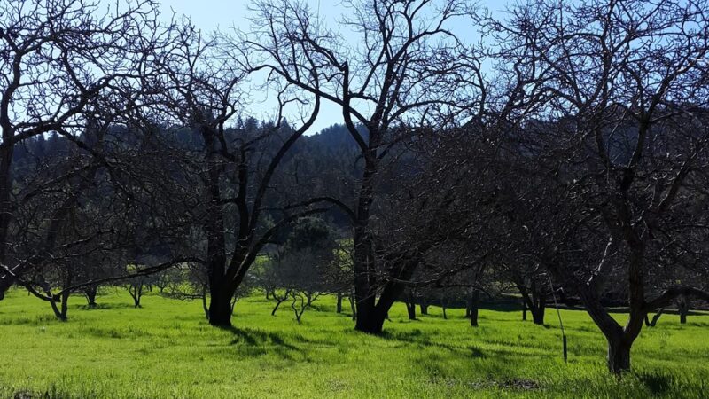 Little People's Park - Portola Valley, CA