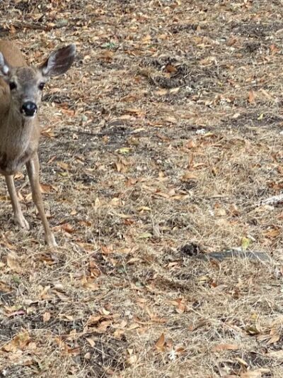 Lost Trail - Portola Valley, CA