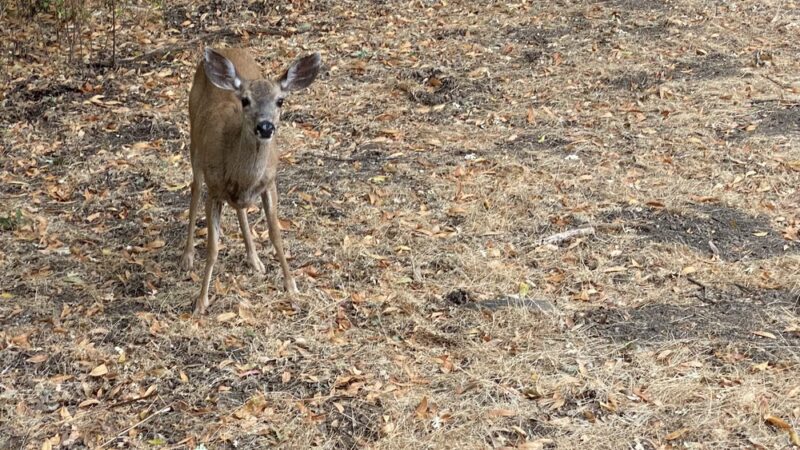 Lost Trail - Portola Valley, CA