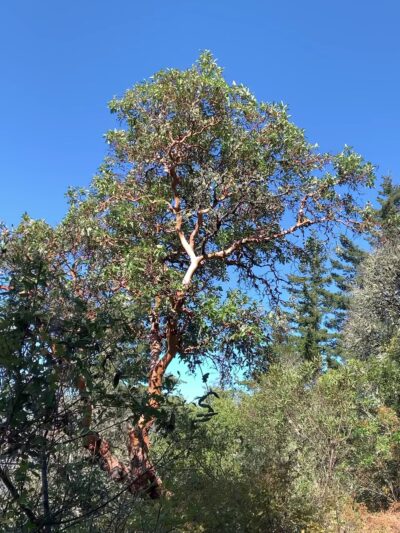 Razorback Ridge Trail - Portola Valley, CA