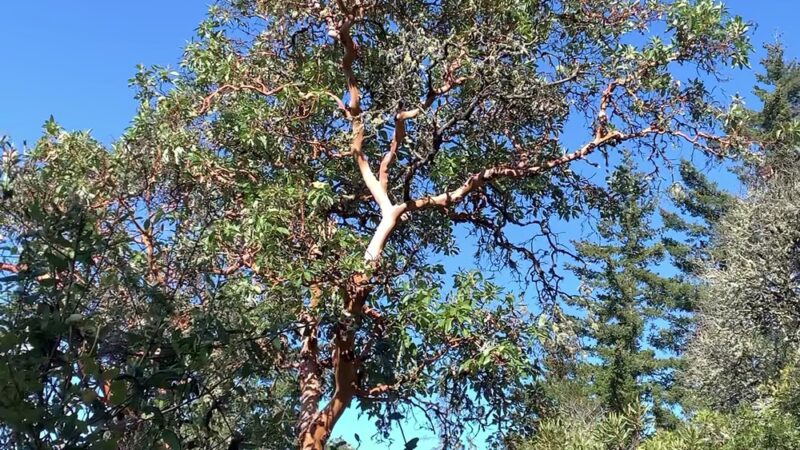 Razorback Ridge Trail - Portola Valley, CA